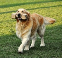 15-11-06_cdc_Götzis 189-1_bilder